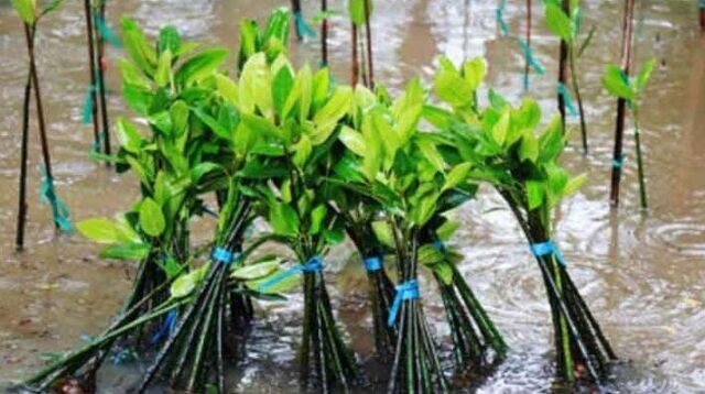 Pembibitan mangrove