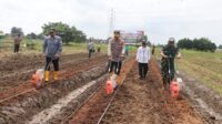 Kapolres Metro Tangerang Pimpin Penanaman Jagung 