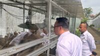 Lapas Kelas IIA Salemba Kembangkan Budidaya Ayam Kampung