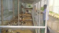Lapas Kelas IIA Salemba Kembangkan Budidaya Ayam Kampung 