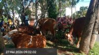 Penyembelihan Hewan Kurban Idul Adha 1447 H Berjalan Lancar di Serua Residence Depok 1 Kurban